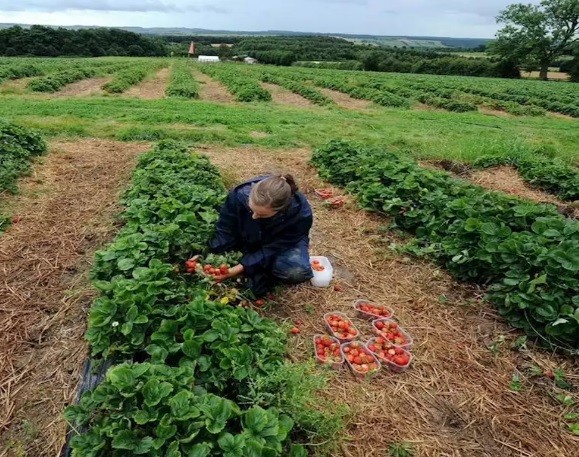 Fruit picker